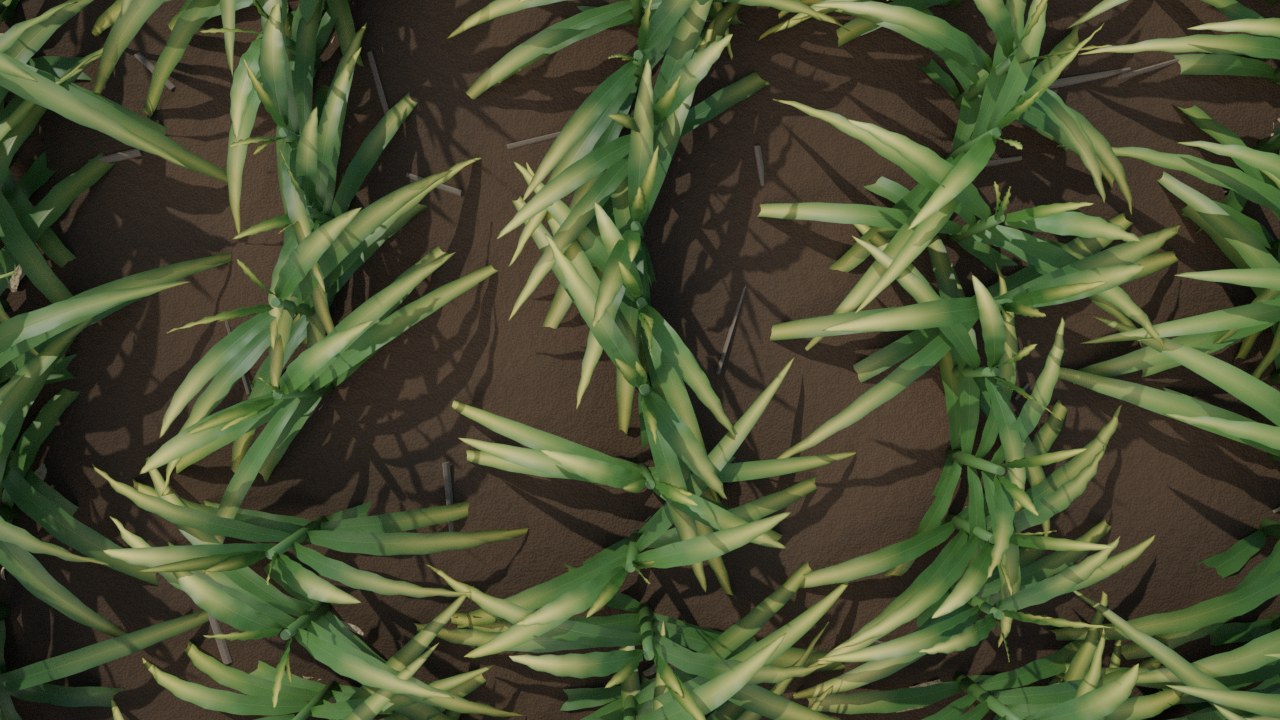 Straight-down view of corn plants, soil and residue over the stress patch